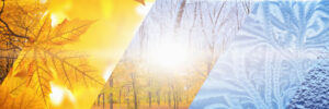 a picture showing fall foliage fading into winter snowflakes